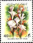 Tuberose (Polianthes tuberosa)