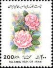 Rose (Rosa sp.)