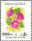 Common Morning Glory (Pharbitis purpurea)