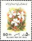 Common Jasmine (Jasminum officinale)