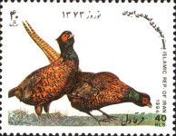 Common Pheasant (Phasianus colchicus)