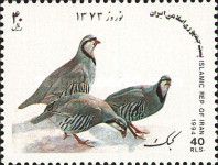 Chukar Partridge (Alectoris chukar)