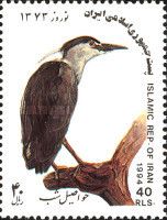 Black-crowned Night-heron (Nycticorax nycticorax)