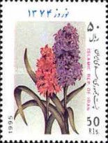 Hyacinthe