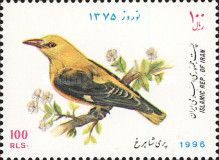 Golden Oriole (Oriolus oriolus)