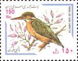 Common Kingfisher (Alcedo atthis)