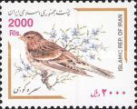 Twite (Linaria flavirostris)