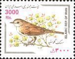 Asian Desert Warbler (Curruca nana )