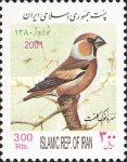 Hawfinch (Coccothraustes coccothraustes)