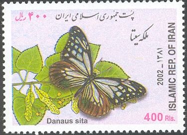 Butterfly (Danaus sita)