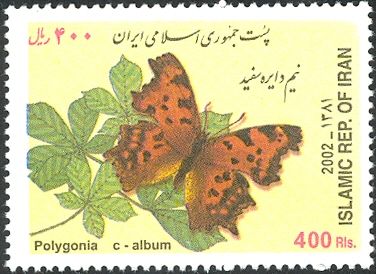 Comma Butterfly (Polygonia c-album)