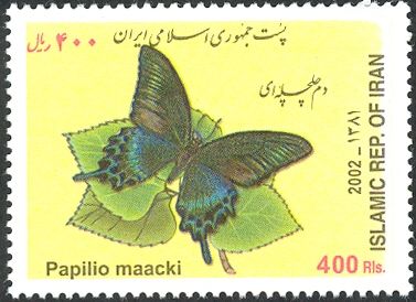 Alpine Black Swallowtail (Papilio maacki)