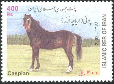 Caspian Horse (Equus ferus caballus)