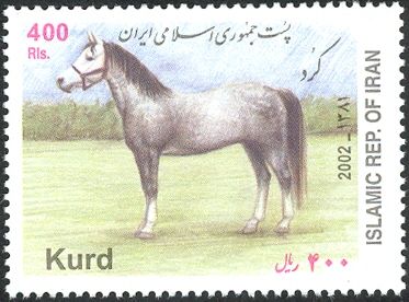 Kurd Horse (Equus ferus caballus)