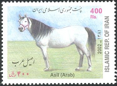 Asil (Arab) Horse (Equus ferus caballus)