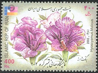 Flowers - Hyoscyamus muticus