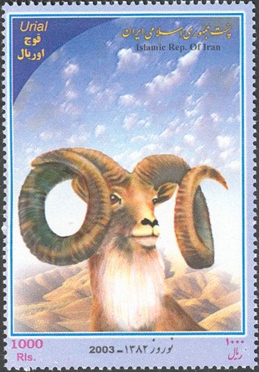 Urial (Ovis orientalis vignei)