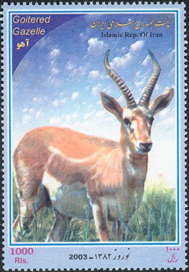 Persian Gazelle (Gazella subgutturosa), Male