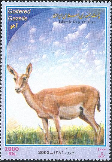 Persian Gazelle (Gazella subgutturosa), Female
