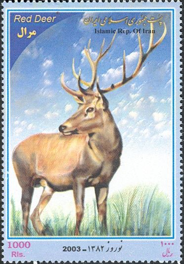 Red Deer (Cervus elaphus)