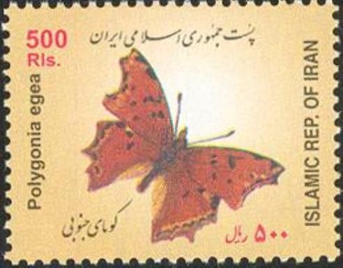 Southern Comma (Polygonia egea)