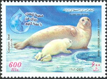 Caspian Seal (Phoca caspica)