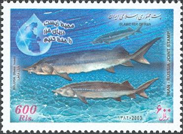 Beluga Sturgeon (Huso huso)