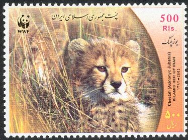 Cheetah (Acinonyx jubatus)