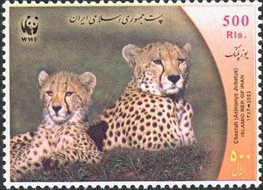 Cheetah (Acinonyx jubatus)