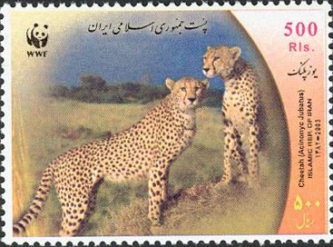 Cheetah (Acinonyx jubatus)