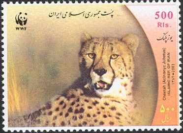 Cheetah (Acinonyx jubatus)