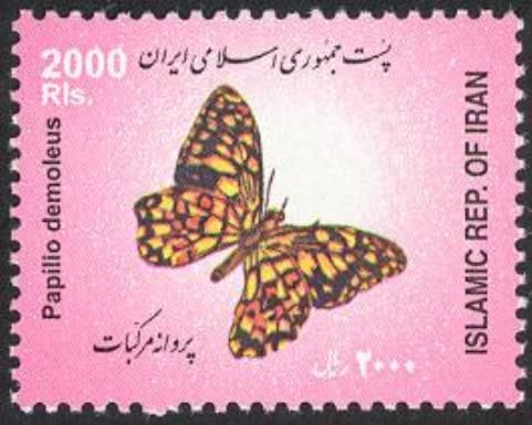 Lime Swallowtail (Papilio demoleus)