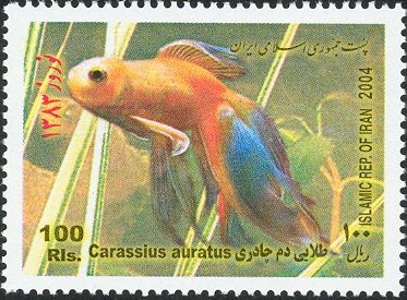 Breed Form of Goldfish (Carassius auratus auratus)