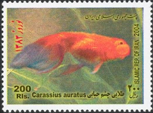 Breed Form of Goldfish (Carassius auratus auratus)