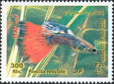Guppy (Poecilia reticulata)