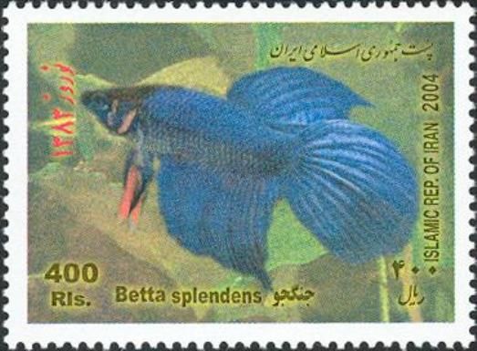 Siamese Fighting Fish (Betta splendens)