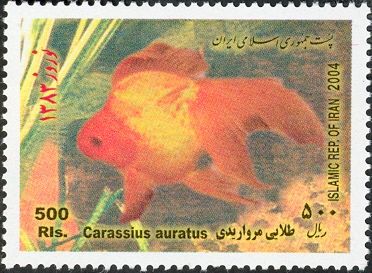 Breed Form of Goldfish (Carassius auratus auratus)