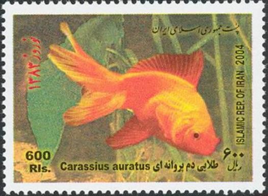 Breed Form of Goldfish (Carassius auratus auratus)