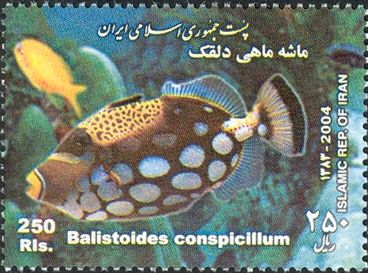 Clown Triggerfish (Balistoides conspicillum)