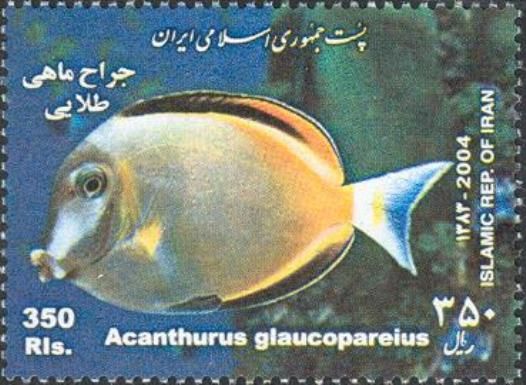 Whitecheek Surgeonfish (Acanthurus glaucopareius)