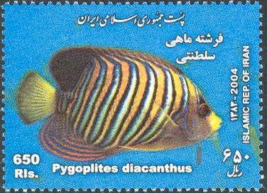 Regal Angelfish (Pygoplites diacanthus)