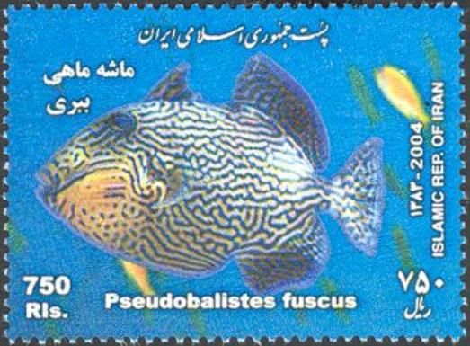 Yellow-spotted Triggerfish (Pseudobalistes fuscus)