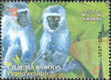 Grivet (Cercopithecus aethiops)