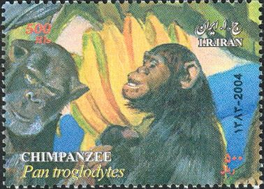 Chimpanzee (Pan troglodytes)