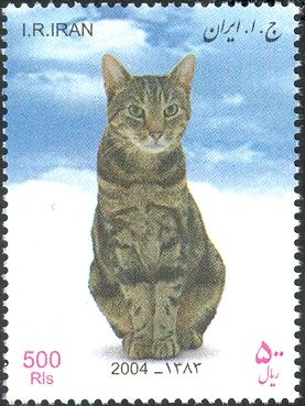Short Hair (Felis silvestris catus)