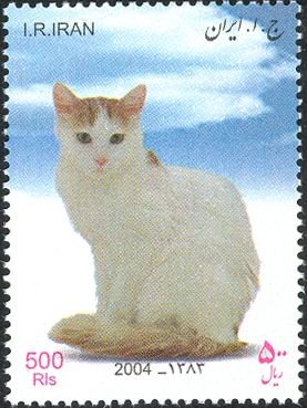 Turkish Van (Felis silvestris catus)