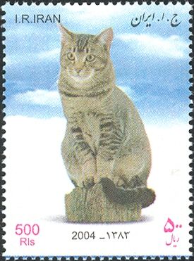 Short Hair (Felis silvestris catus)