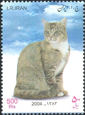 Short Hair (Felis silvestris catus)
