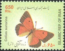 Dawn Clouded Yellow (Colias aurorina)