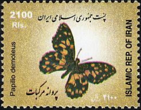 Checkered Swallowtail (Papilio demoleus)